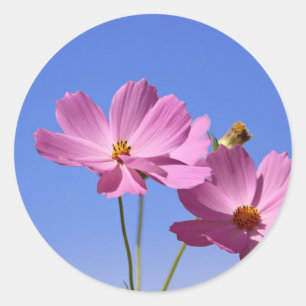 beautiful pink flowers hugging a clear blue sky classic round sticker