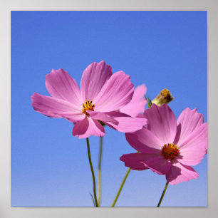beautiful pink flowers hugging a clear blue sky poster