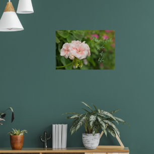 Beautiful pink geraniums poster