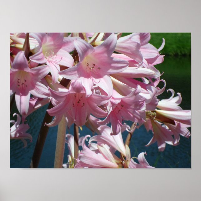 Beautiful Pink Lilies Poster (Front)