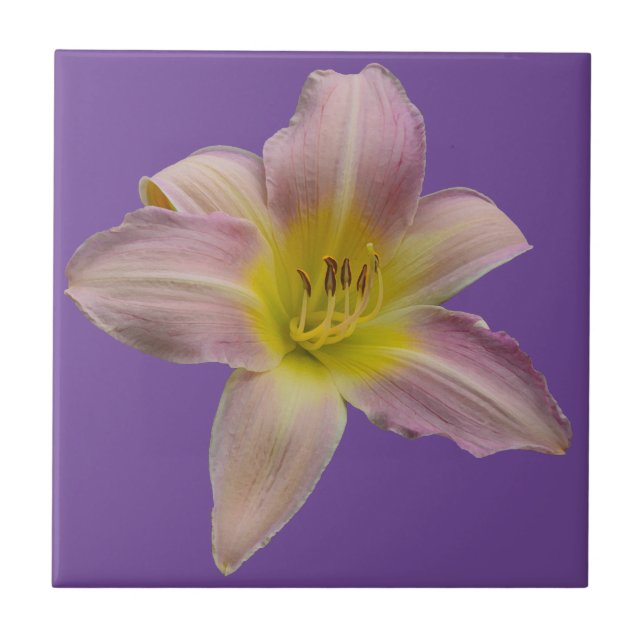 Beautiful pink lily  ceramic tile (Front)