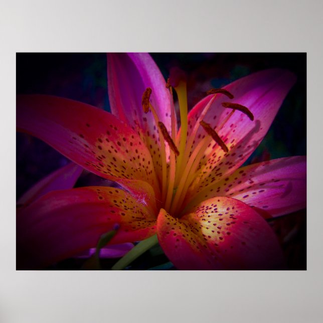 Beautiful Pink Lily Poster (Front)