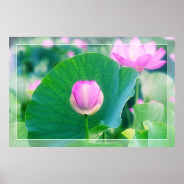 Beautiful Pink Lotus Bud Flower Green Leaf Blossom Poster (Front)