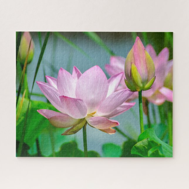 Beautiful Pink Lotus Flowers   Jigsaw Puzzle (Horizontal)