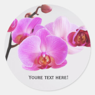 Beautiful Pink Orchids Classic Round Sticker