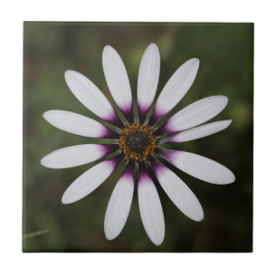 Beautiful Pink Osteosperum Flower Ceramic Tile