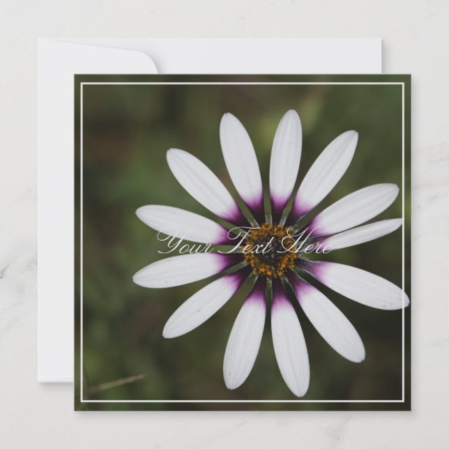 Beautiful Pink Osteosperum Your Text Flat Card (Front)