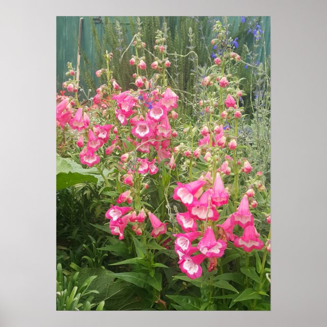 Beautiful Pink Penstemon Flower Garden Poster (Front)