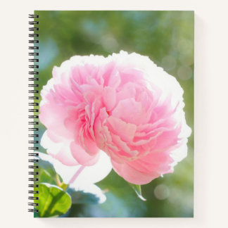 Beautiful Pink Peony Flower in Sunlight Notebook