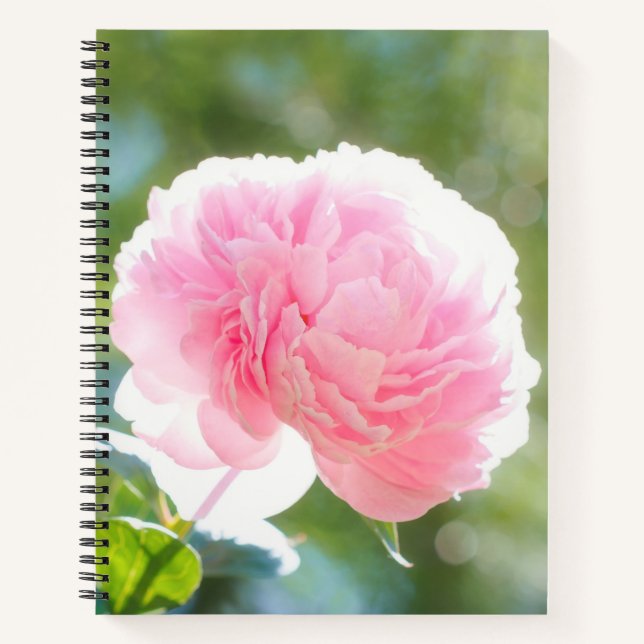 Beautiful Pink Peony Flower in Sunlight Notebook (Front)