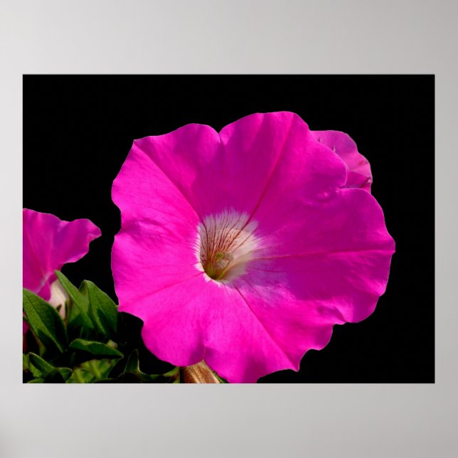 Beautiful pink petunia flower in black poster (Front)