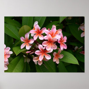 Beautiful pink Plumeria flower Poster