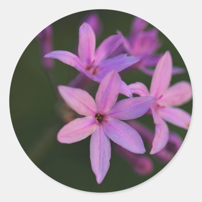 Beautiful Pink Purple Flowers Sticker (Front)