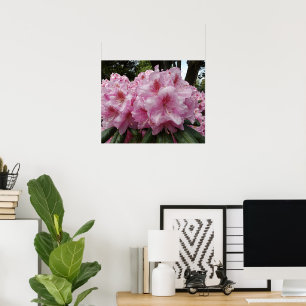 Beautiful Pink Rhododendron Blooms Floral Poster