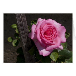 Beautiful Pink Rose