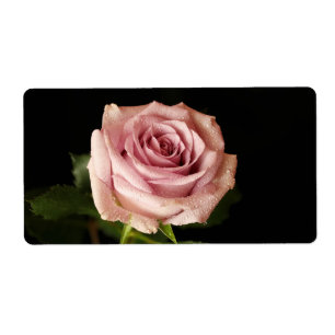beautiful pink rose