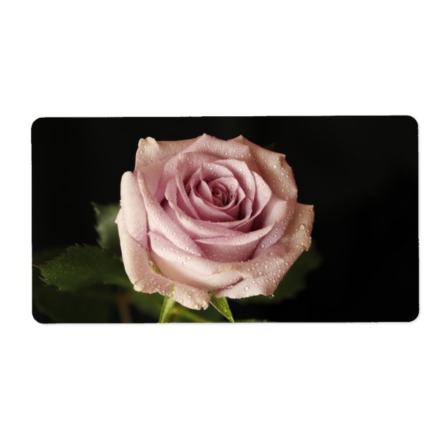 beautiful pink rose (Front)