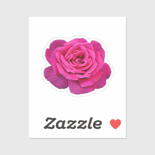 Beautiful pink rose (Sheet)