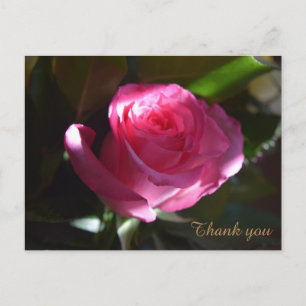 Beautiful Pink rose card