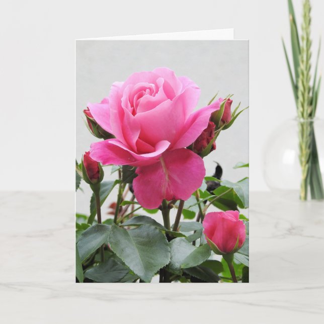 Beautiful Pink Rose Card (Front)