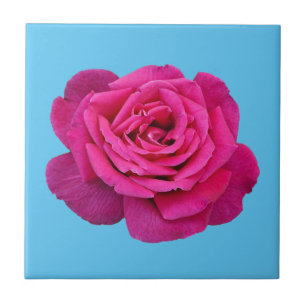 Beautiful pink rose ceramic tile