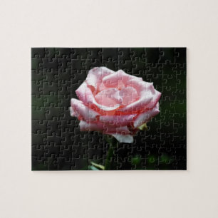Beautiful Pink Rose Close-up Jigsaw Puzzle