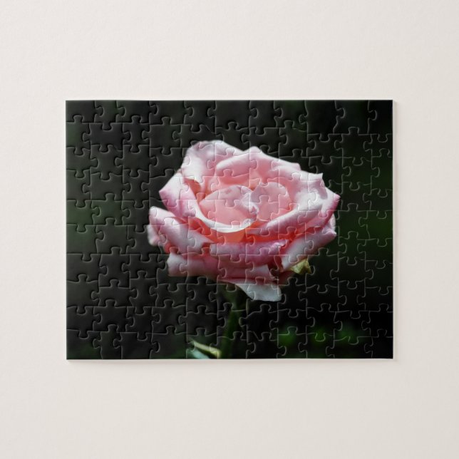 Beautiful Pink Rose Close-up Jigsaw Puzzle (Horizontal)