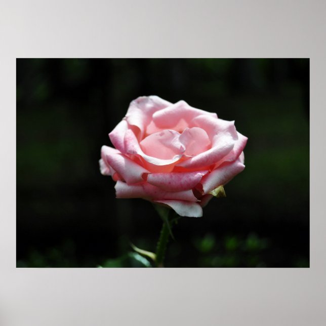 Beautiful Pink Rose Close-up Poster (Front)