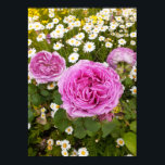 Beautiful Pink Rose Flower Garden Poster<br><div class="desc">Beautiful Pink Rose Flower Garden Poster. A glorious poster to compliment any decor,  taken from my own garden.</div>