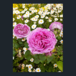 Beautiful Pink Rose Flower Garden Poster<br><div class="desc">Beautiful Pink Rose Flower Garden Poster. A glorious poster to compliment any decor,  taken from my own garden.</div>