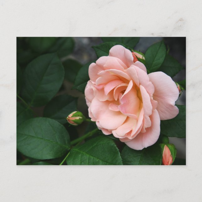 Beautiful Pink Rose Flower Postcards (Front)