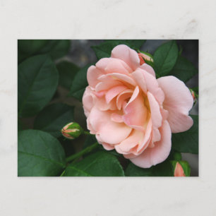 Beautiful Pink Rose Flower Postcards