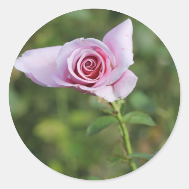 Beautiful Pink Rose Flower Wedding Favour Sticker (Front)