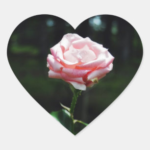 Beautiful Pink Rose Heart Sticker