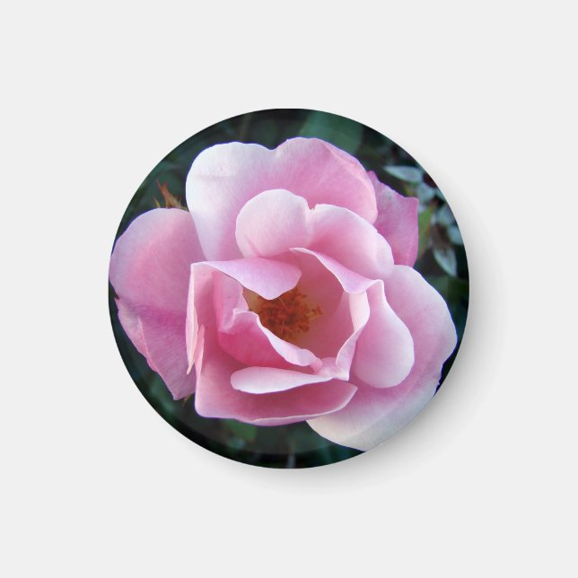 Beautiful Pink Rose Magnet (Front)