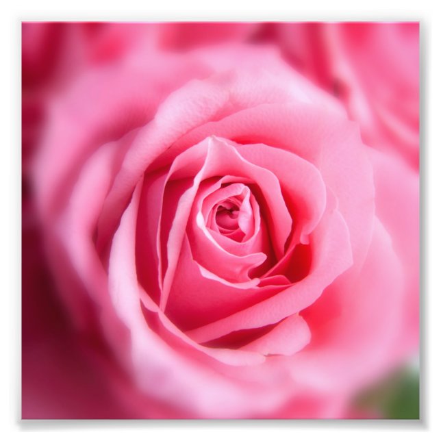 Beautiful Pink Rose Photo Print (Front)