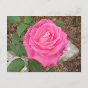 Beautiful Pink Rose Postcard