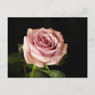 beautiful pink rose postcard