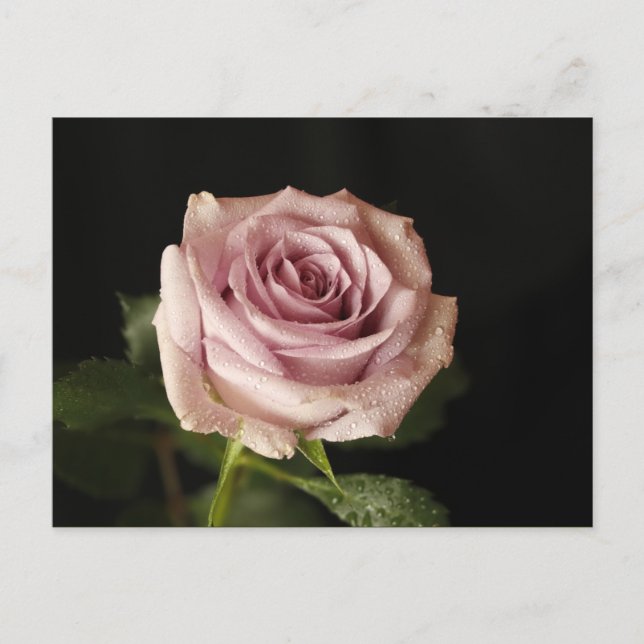 beautiful pink rose postcard (Front)