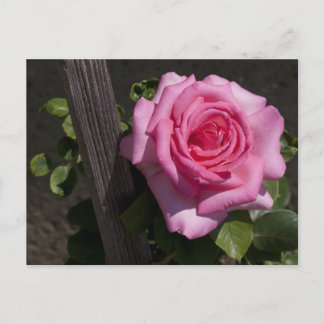 Beautiful Pink Rose Postcard