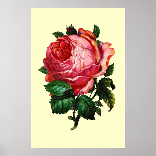 BEAUTIFUL PINK ROSE POSTER (Front)