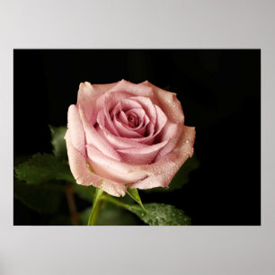 beautiful pink rose poster