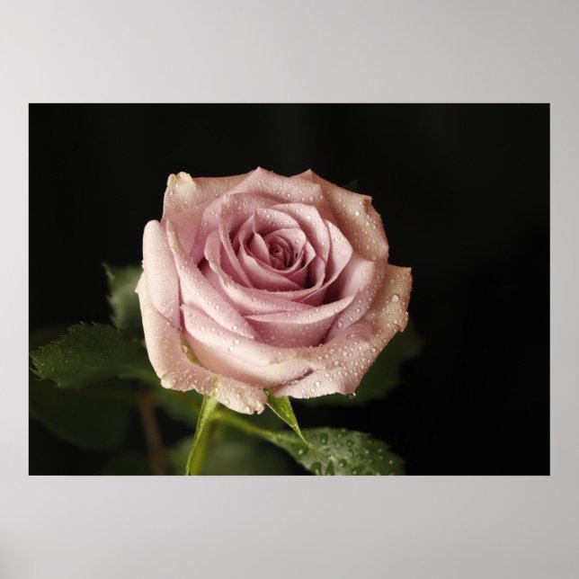 beautiful pink rose poster (Front)