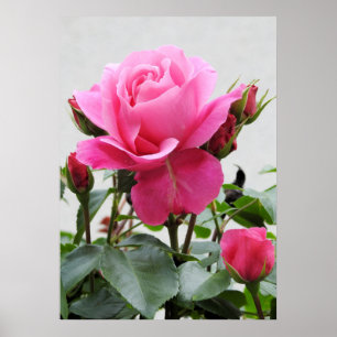 Beautiful Pink Rose Poster