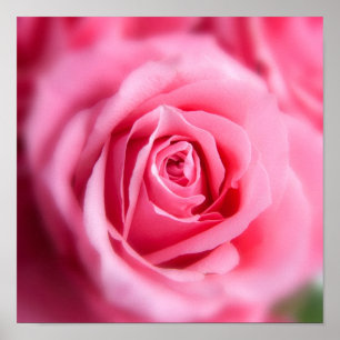 Beautiful Pink Rose Poster