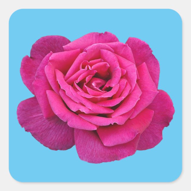 Beautiful pink rose square sticker (Front)