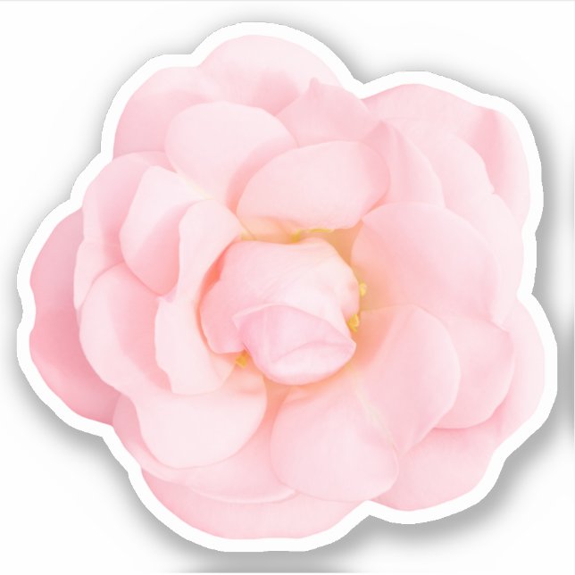 Beautiful pink rose stickers (Front)
