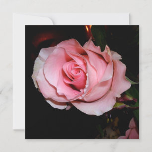 Beautiful Pink Rose Thank You Card