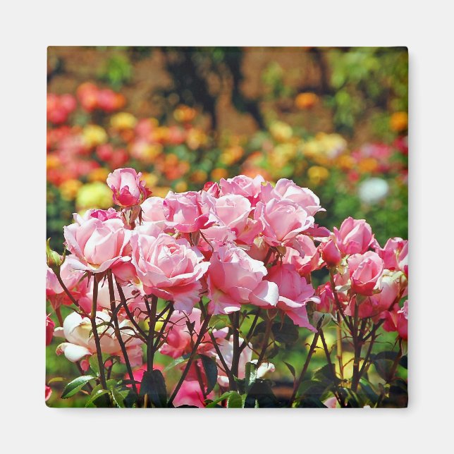Beautiful pink roses magnet (Front)