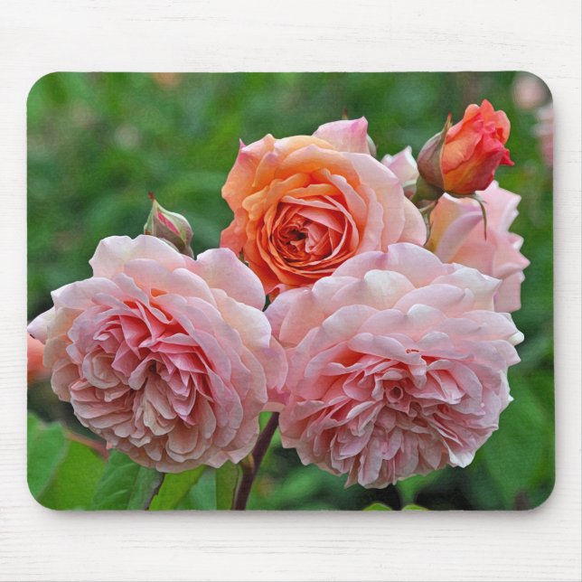 Beautiful pink roses mouse pad (Front)